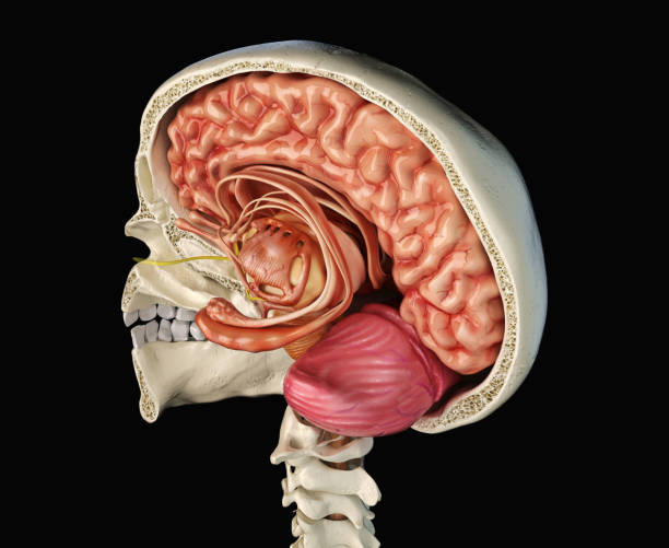 istock Human skull mid sagittal cross-section with brain. 1140420492