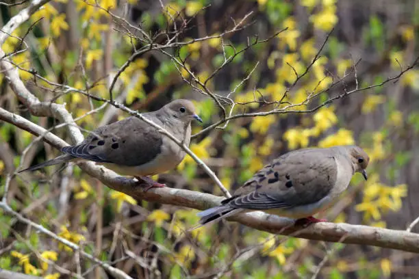 Close up of pair of Mourning Doves in Crape Myrtle tree with blooming Forsythia in background.