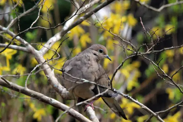 Close up of Mourning Dove in Crape Myrtle tree with blooming Forsythia in background.