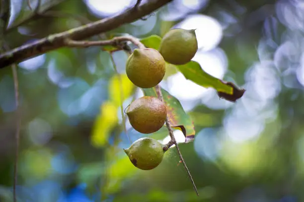 The Macadamia nuts hanging on a Macadamia tree in Hawaii. An agriculture product.