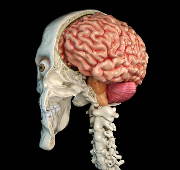 istock Human skull mid sagittal cross-section with brain. 1140421780