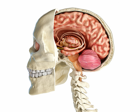 Human skull mid sagittal cross-section with brain. Side view on white background.