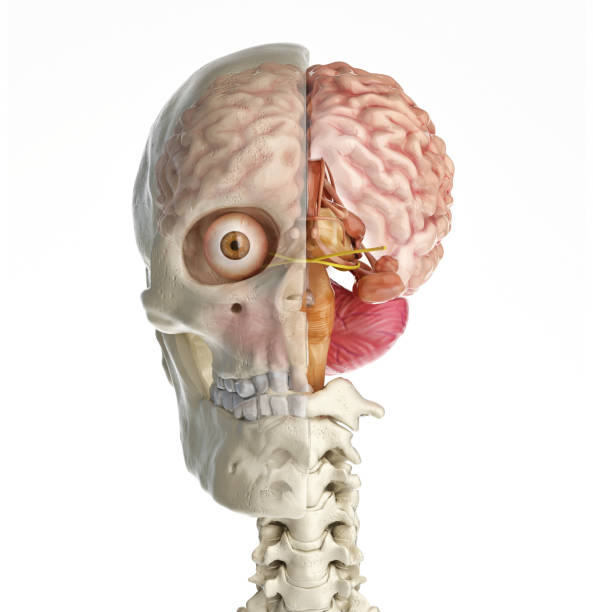 istock Human skull mid sagittal cross-section with brain. 1140421917