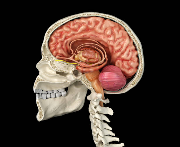 istock Human skull mid sagittal cross-section with brain. 1140421984