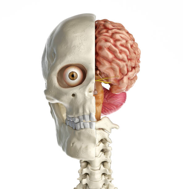 istock Human skull mid sagittal cross-section with brain. 1140422029