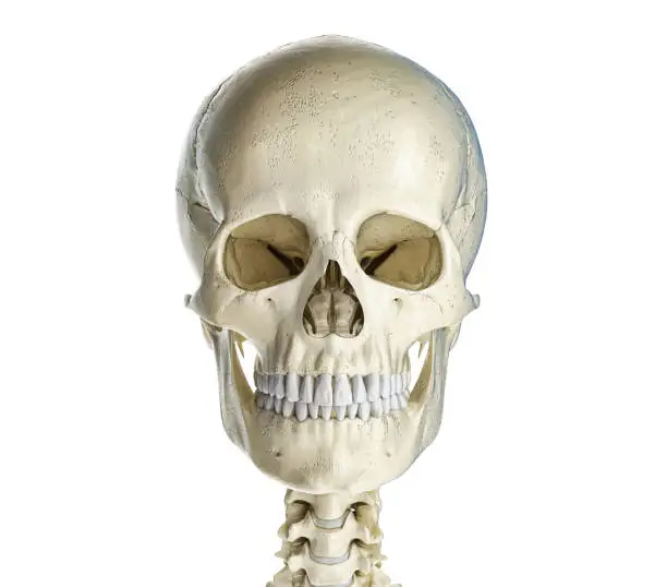 Human skull  viewed from the front. On white background.
