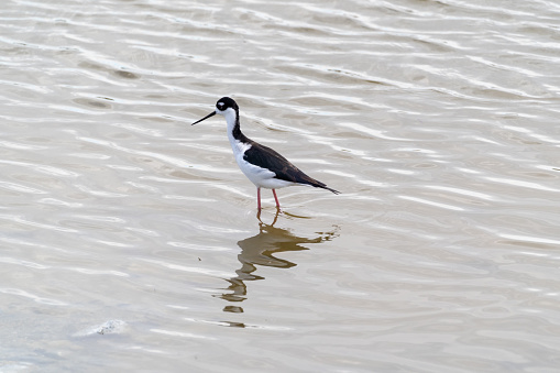 A black-necked stilt bird fishes for food, walking in the water of the Salton Sea of California