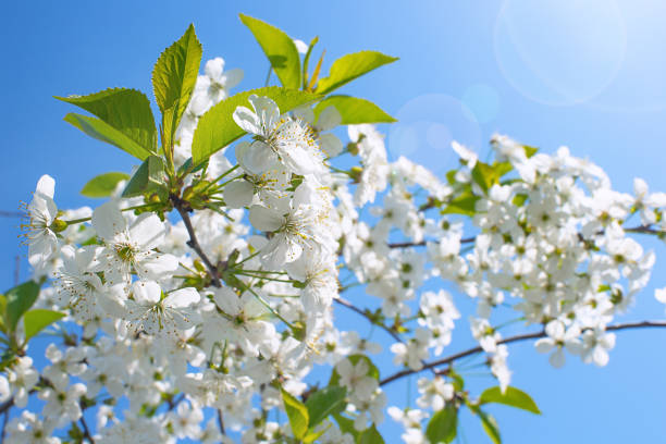 istock Springtime. Flowering peach branch on blue sky background. Abstract blurred background. Beautiful nature scene with blooming tree and sun. 1140422306