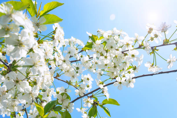 istock Springtime. Flowering peach branch on blue sky background. Abstract blurred background. Beautiful nature scene with blooming tree and sun. 1140422379