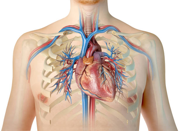 istock Human heart with vessels, bronchial tree and cut rib cage. 1140422390
