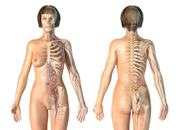 istock Woman anatomy cardiovascular system with skeleton, rear and front views. 1140422411