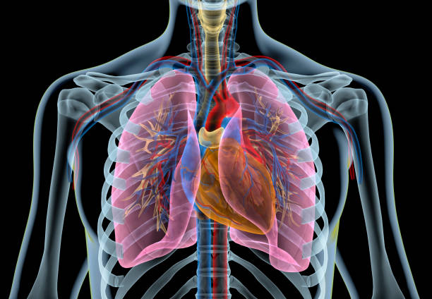 istock Human heart with vessels, lungs, bronchial tree and cut rib cage. 1140422412