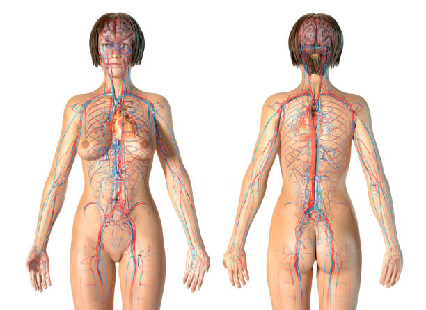 istock Woman anatomy cardiovascular system, rear and front views. 1140422454