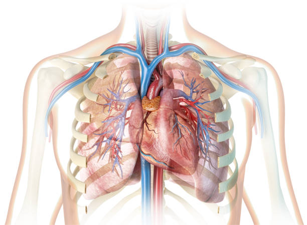 Human heart with vessels and cut rib cage. stock photo