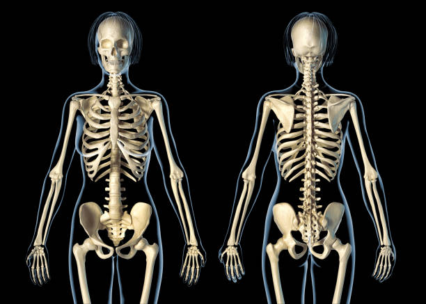 istock Woman skeletal system front and rear views. 1140422482