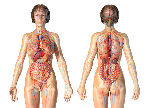 Woman anatomy cardiovascular system with skeleton and internal organs. Ghost effect on white background.