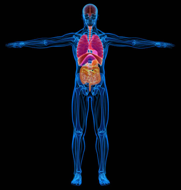 Man skeletal, muscles and internal organs diagram. X-ray. On black background.