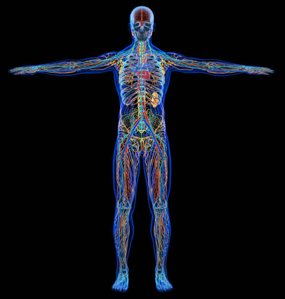 Man diagram x-ray cardiovascular, nervous, limphatic and skeletal systems. Man diagram x-ray cardiovascular, nervous, limphatic and skeletal systems. On black background. male human anatomy diagram stock pictures, royalty-free photos & images