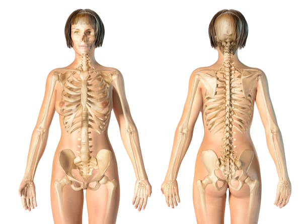 istock Woman skeletal system front and rear views. 1140422704