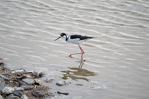 A black-necked stilt bird fishes for food, walking in the water of the Salton Sea of California