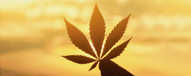 istock Cannabis leaf, marijuana close-up on background of setting sun with rays of light. Copy space. Concept of growing hemp 1140424573