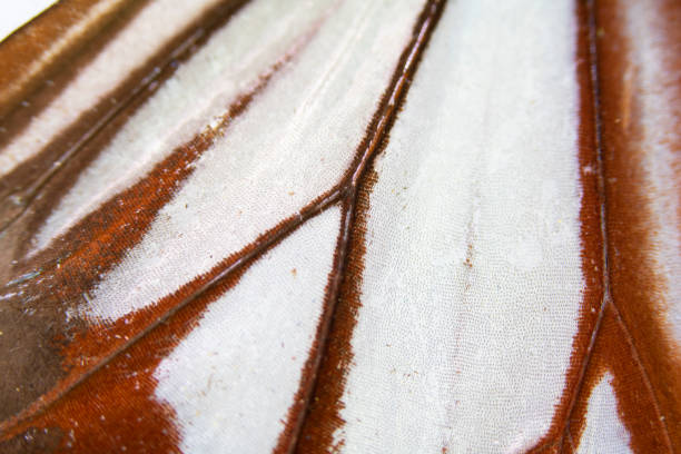 istock Close Up Macro Of A Butterfly Wing 1140424598