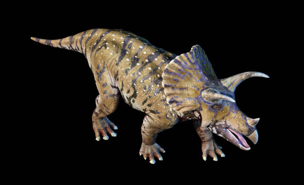 renderowanie triceratops 3d w widoku perspektywy czarnego tła - primitive times zdjęcia i obrazy z banku zdjęć