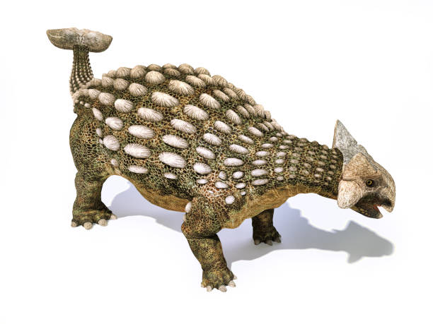 ankylosaurus dinozaur wyizolowany na białym tle - primitive times zdjęcia i obrazy z banku zdjęć