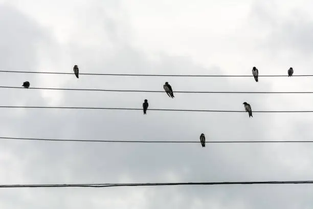 Photo of Group of small birds on electric wires just like a music score, in Joaquina Beach, Florianopolis, Brazil.