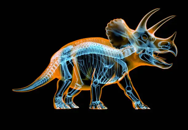 Photo of Triceratops skeleton x-ray effect. perspective view