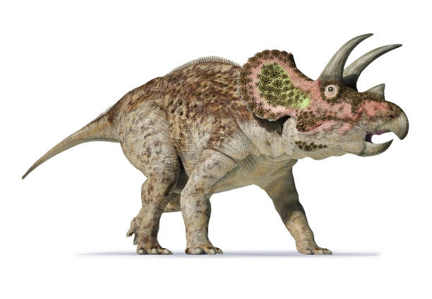 triceratops zdjęcie realistyczne renderowanie 3d - primitive times zdjęcia i obrazy z banku zdjęć