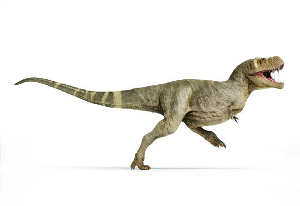 T-rex full body walking isolated on white background T-rex full body walking isolated on white background, side view. coelurosauria stock pictures, royalty-free photos & images