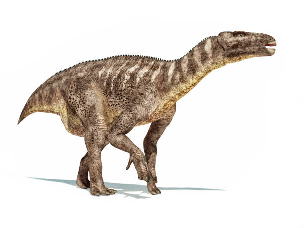 Iguanodon dinosaur isolated on white background stock photo