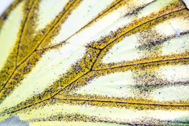 istock Close Up Macro Of A Butterfly Wing 1140425187