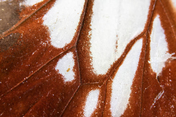 istock Close Up Macro Of A Butterfly Wing 1140425224
