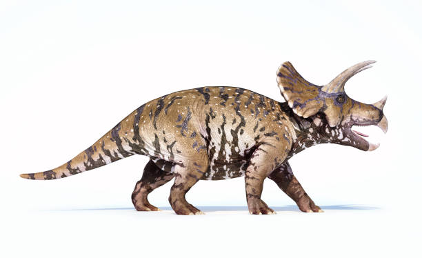 renderowanie triceratops 3d izolowane na białym - primitive times zdjęcia i obrazy z banku zdjęć