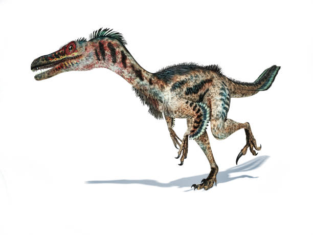 Velociraptor dinosaur with feathers 3d rendering isolated on white