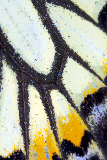 istock Close Up Macro Of A Butterfly Wing 1140425271