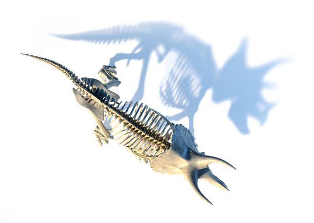 istock Triceratops skeleton viewed from the top on white background 1140425288