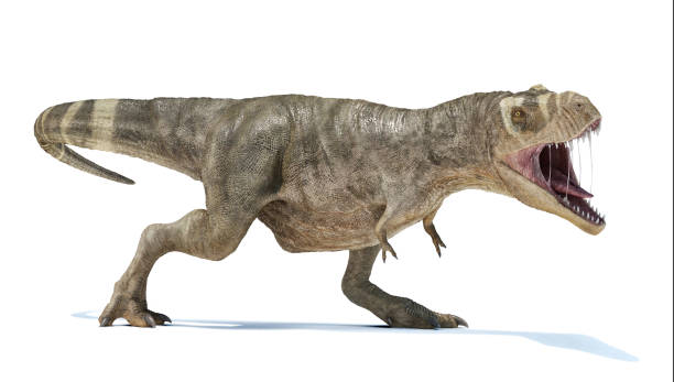 T-rex Roaring full body perspective view. with dropped shadow T-rex Roaring full body perspective view. with dropped shadow on white background. coelurosauria stock pictures, royalty-free photos & images