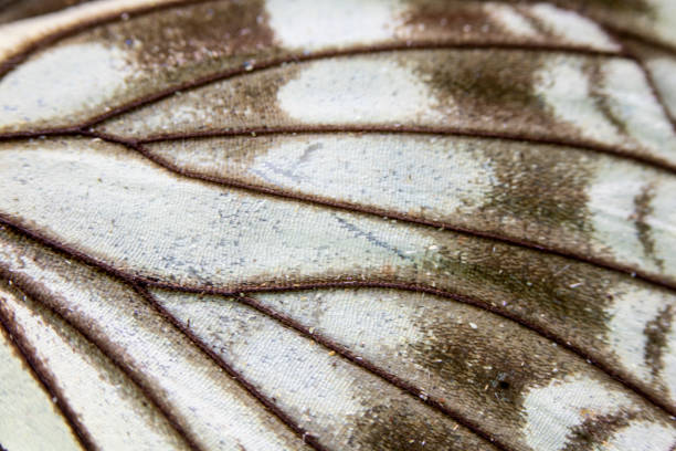 istock Close Up Macro Of A Butterfly Wing 1140425339