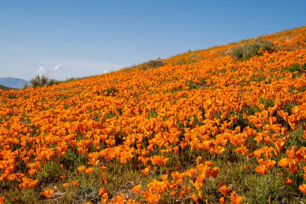 mohnwildblumenfeld gegen einen strahlend blauen himmel in der antelope valley poppy reserve in kalifornien während der superblüte - wildflower california desert spring stock-fotos und bilder