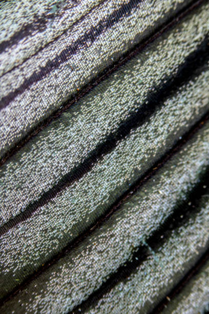 istock Close Up Macro Of A Butterfly Wing 1140425464