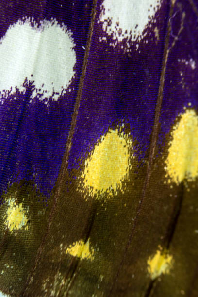 istock Close Up Macro Of A Butterfly Wing 1140425682