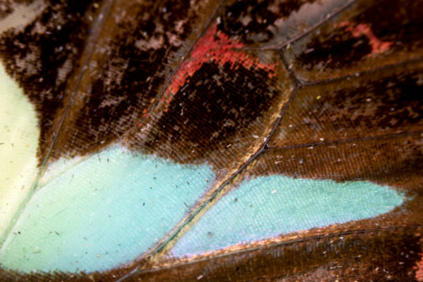 istock Close Up Macro Of A Butterfly Wing 1140425839
