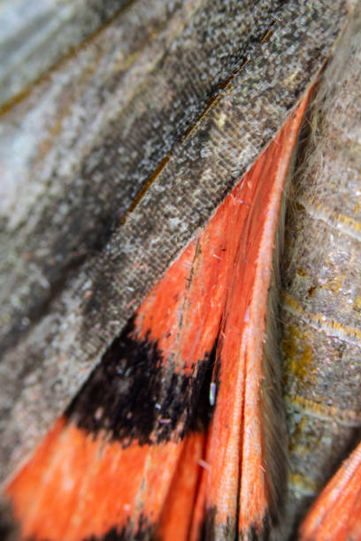istock Close Up Macro Of A Butterfly Wing 1140426912