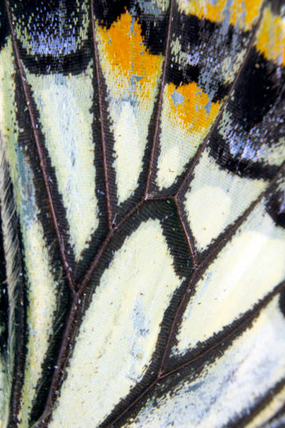 istock Close Up Macro Of A Butterfly Wing 1140427577