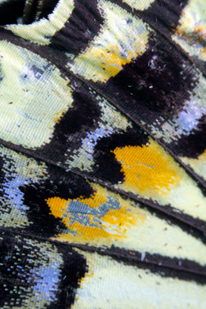 istock Close Up Macro Of A Butterfly Wing 1140427772
