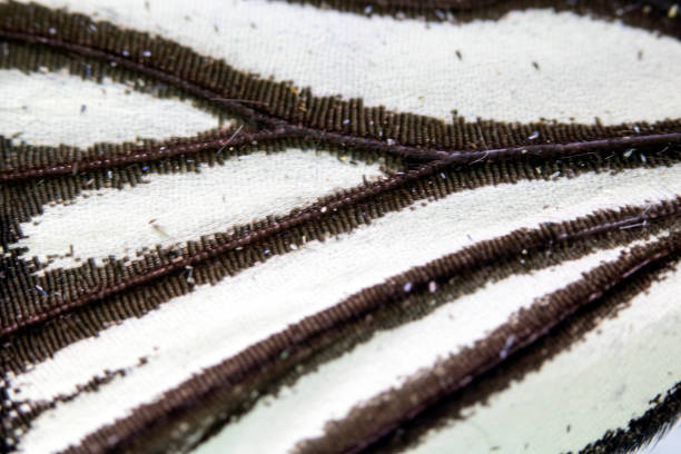 istock Close Up Macro Of A Butterfly Wing 1140428011