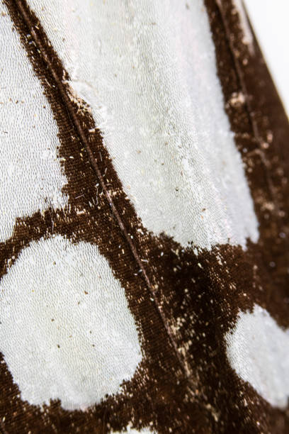 istock Close Up Macro Of A Butterfly Wing 1140428044